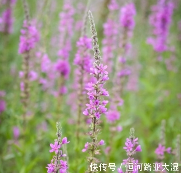 爱情|12月,4个星座女,会撒娇,会说话,情商高,深受伴侣宠爱