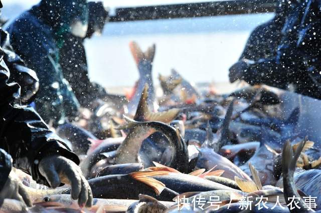 六旬大爷自创抓鱼独门绝技,10分钟脚踩22条,收获远超专业钓鱼人