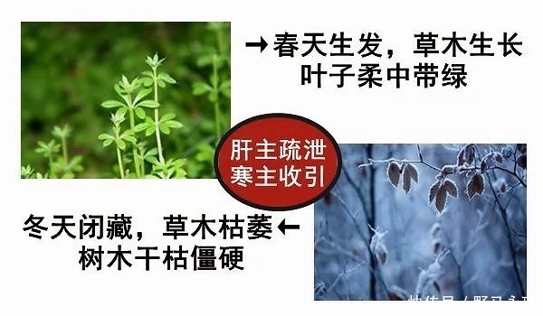 元气|大白话说中医第一百一十八期体寒肝虚要抓主因，先调便秘全身受益！