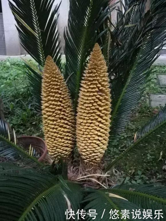 4种花有灵性,平时难开花,一有好事就开花!