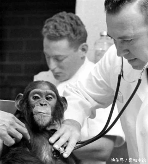 1958年，美国将一只3岁猩猩送上太空，最后怎样了？结局让人叹息