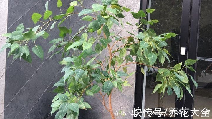 文殊兰$佛教“五树六花”,适合养在家里,凝神静心特养人