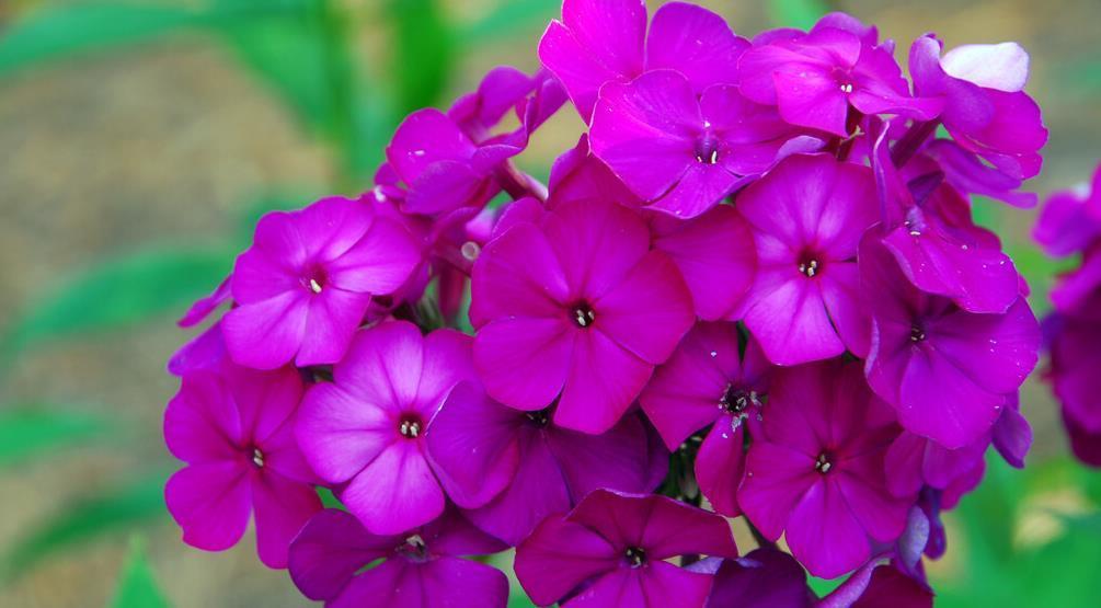 建议大家:逛花市碰到5种花,别犹豫,虽然便宜但巨好养