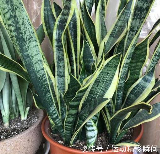 秋冬养虎皮兰,3个动作催一催,叶片挺拔有格调,还能爆出小崽子