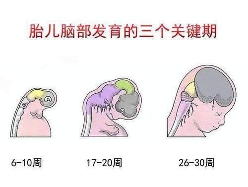 胆碱|孕晚期是胎儿大脑发育高峰期，孕妈妈采用4种方式，可为胎儿补脑