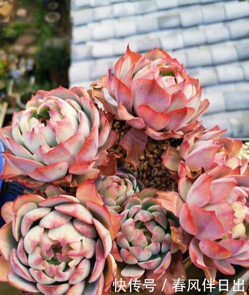 多肉植物|天热了，夏天养多肉植物，5种情况别浇水，很多花友都弄错了