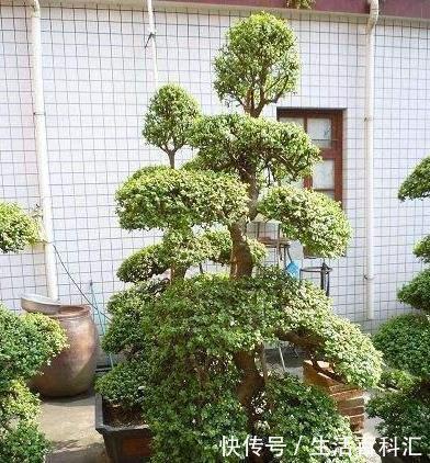养金枝玉叶,一个小技巧,盆栽变成漂亮盆景,叶绿枝多姿态优美