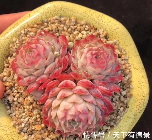 养死|5年的养多肉经验,买了很多,养死了很多,到头来,有些后悔了