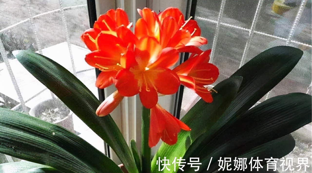 李大姐养君子兰，年年开大花，有吉祥好兆头，原来是她做对5件事