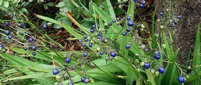 文帝|此草有剧毒,看到千万要注意,不要乱采摘,毒性可用来制成老鼠药