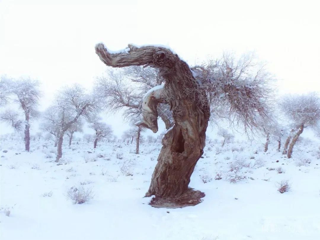 雪天|【酷游哈密】你见过冬天的伊吾胡杨林吗？雪天美成人间仙境