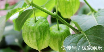 美容养颜|女人想要变美不妨常食此果,每天一个,美容养颜,吃到就是捡到宝