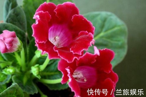 玫瑰|此“阴暗花”,暗光也能旺,花开似玫瑰,比牡丹更好养,开150天