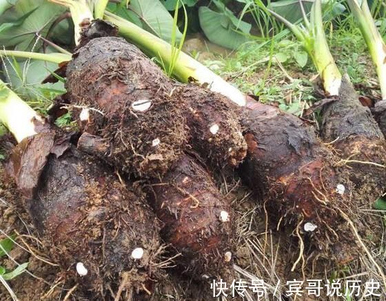 芋头|入秋后,这个碱性食物要多吃,健脾养胃,2块钱一斤谁都吃得起