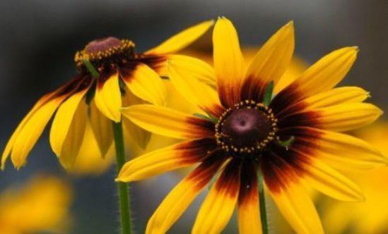 唐菖蒲|从9月9日开始,家养此款花卉,四季花开不断,漂亮好养!