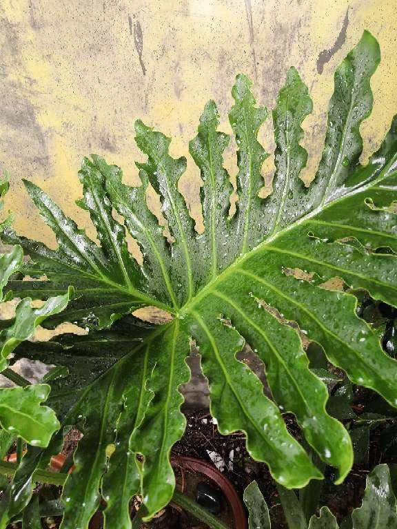 叶子像油画的5种花,耐阴效果好,家里没光也能养