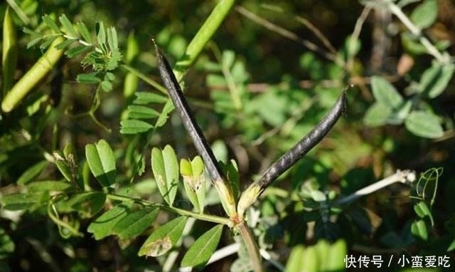 救命|农村常见的一种野豆子,在过去是救命食物,如今非常值钱!