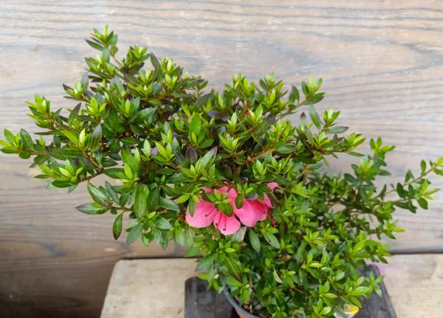 杜鹃花的五大品系,各有特色,你值得拥有