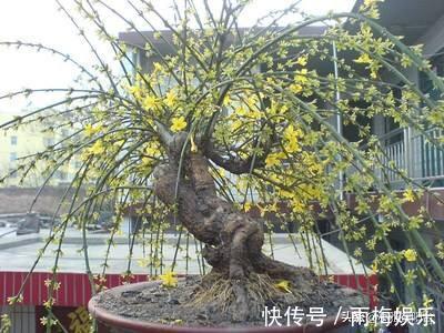 枝条|1种花,扦插就活,10天长根,能养成盆景,开成漂亮的“烟花”!