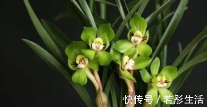 春兰|兰中皇后,“色”、“香”、“型”三美汇聚一身,是兰中佳品