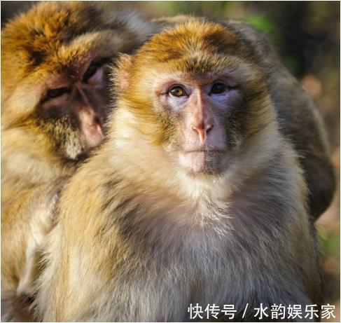 不耐烦|“猴猴猴”过了52岁，一定要好好看看，尤其是68年的大金猴