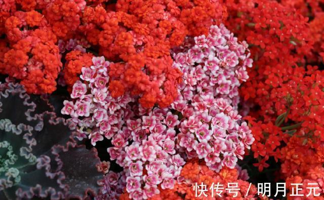 肥料|长寿花有“4喜4怕”，把它记到脑袋里，爆盆开花很容易