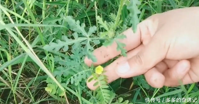 野西瓜苗|天炮草看上去平平无奇!居然有真么多用处!