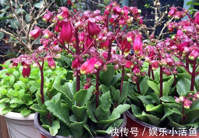 它是肉质“网红花”，寓意吉祥，掌握住技巧，植株轻松爆花