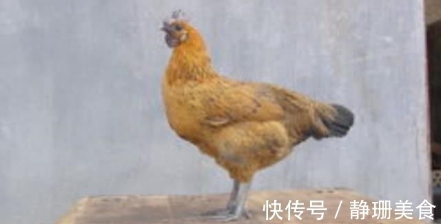 卵子|母鸡不需要公鸡帮忙,却能天天下蛋,这到底是为什么?