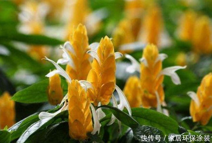 “4种花”花色艳、花量大，沾点水就疯长，开花勤还爱爆盆，美