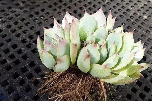 多肉修剪技巧,剪1根长1盆,再也不用在外面买了,划算