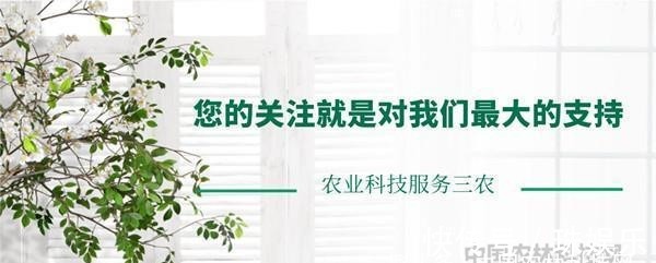 养护|高颜值的扶桑花,这样养护花朵更艳,花期更长久