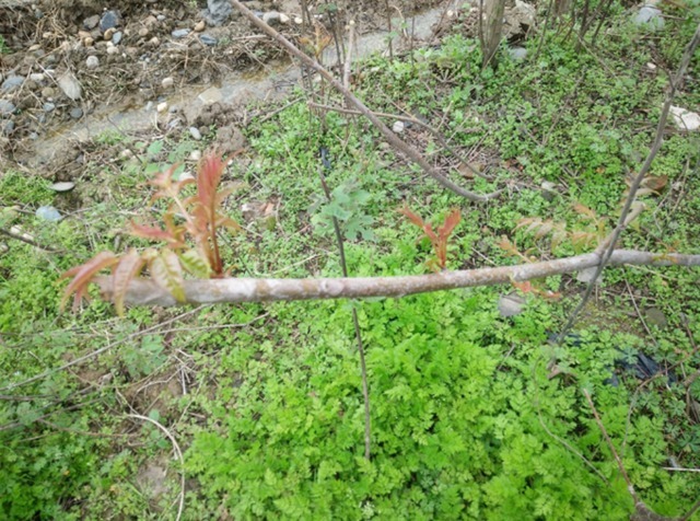 城市|农村人不吃的野菜。喂猪都不吃，城市人抢着买，医药价值非常的高