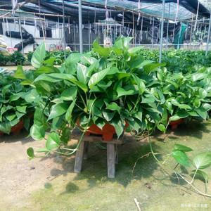 盆里放3种废渣,养花1年不用施肥,养啥旺啥,叶片肥得流油