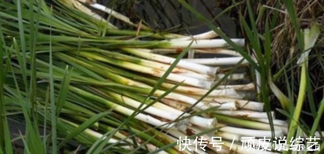 城里人|河边长出的“烤肠”，水下隐藏着美味，30元一斤，很多人不知能吃！