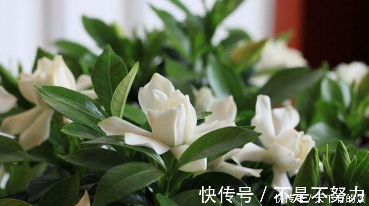 长春花|4种富贵花,添福添贵添好运,个个美出状态,花朵迷人