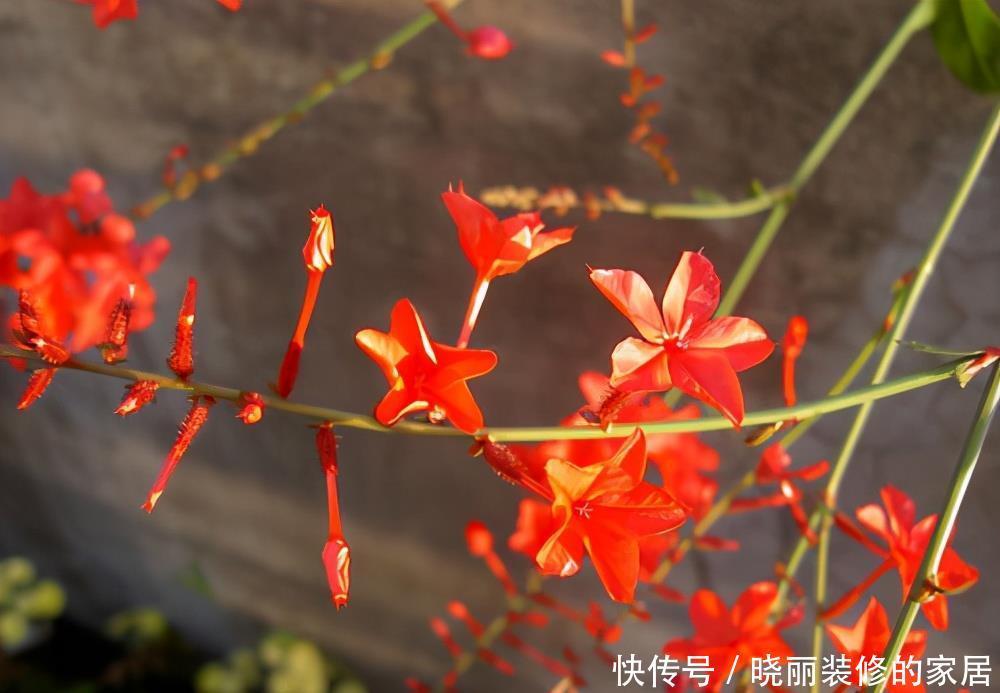 花朵|这3种花的名字相似,只有一字之差,种植方法却大不相同