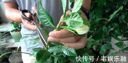 五个要点教你养栀子花,解决不开花,黄叶子,你也可以养好栀子花