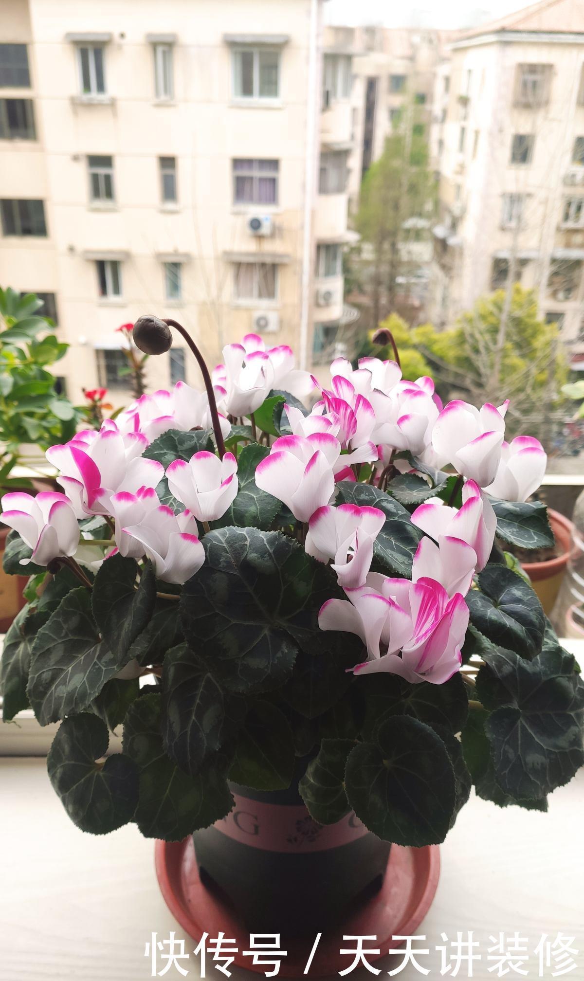 仙客来|家庭常见花卉养护要点,看完你就都会了(下)