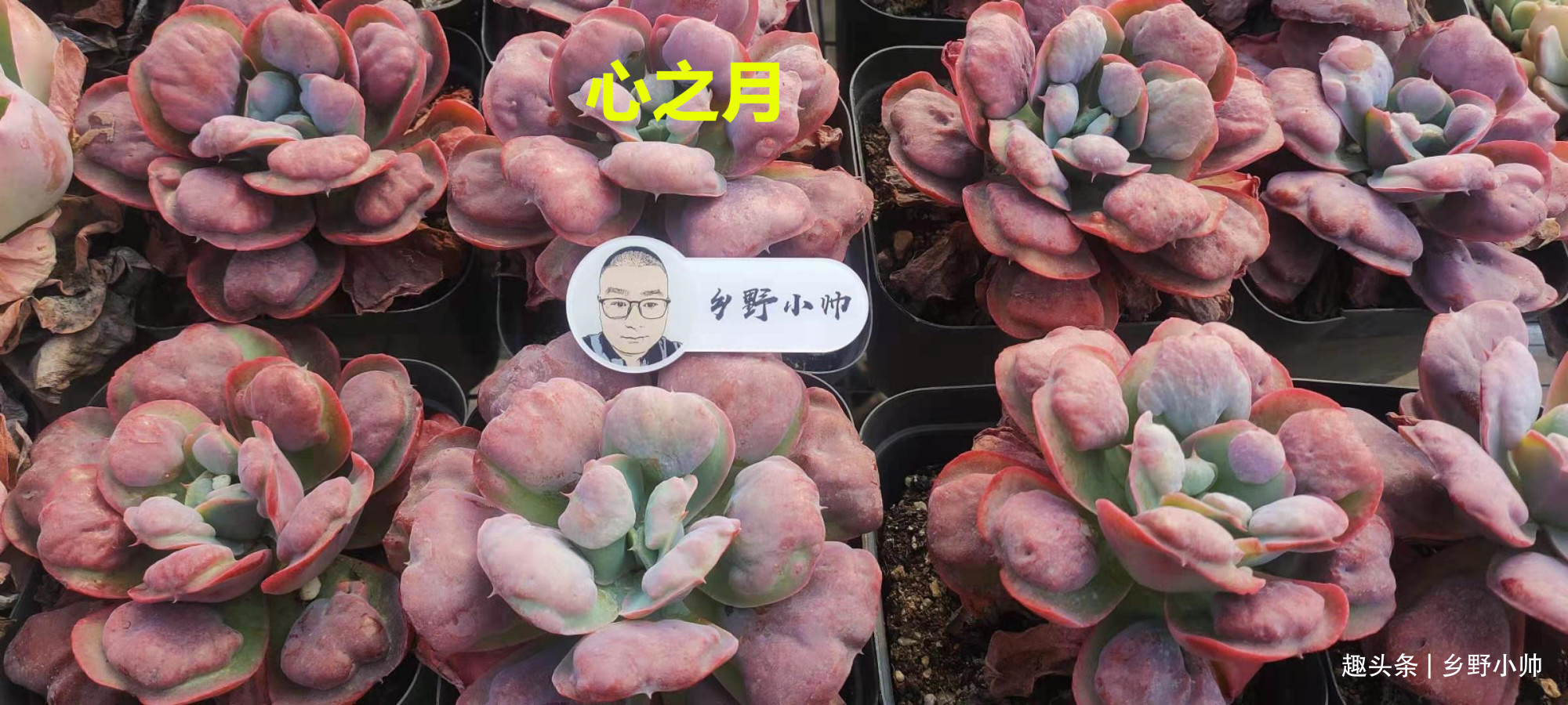 新根|多肉迟迟不长新根，有以下4个原因造成，看完长知识了