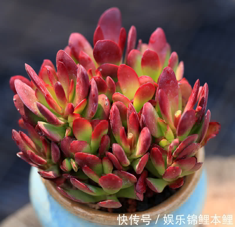 什么时候给多肉浇水合适?参考这3点,找出动手最佳时机