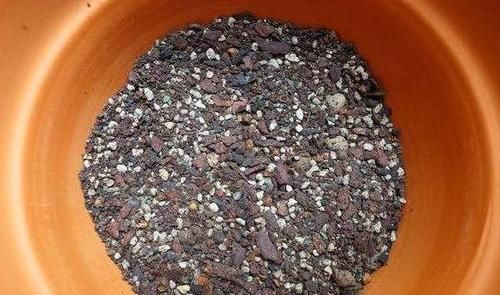 花土|养花不会换盆,没经验就记住这些方法,换一盆旺一盆,零损伤