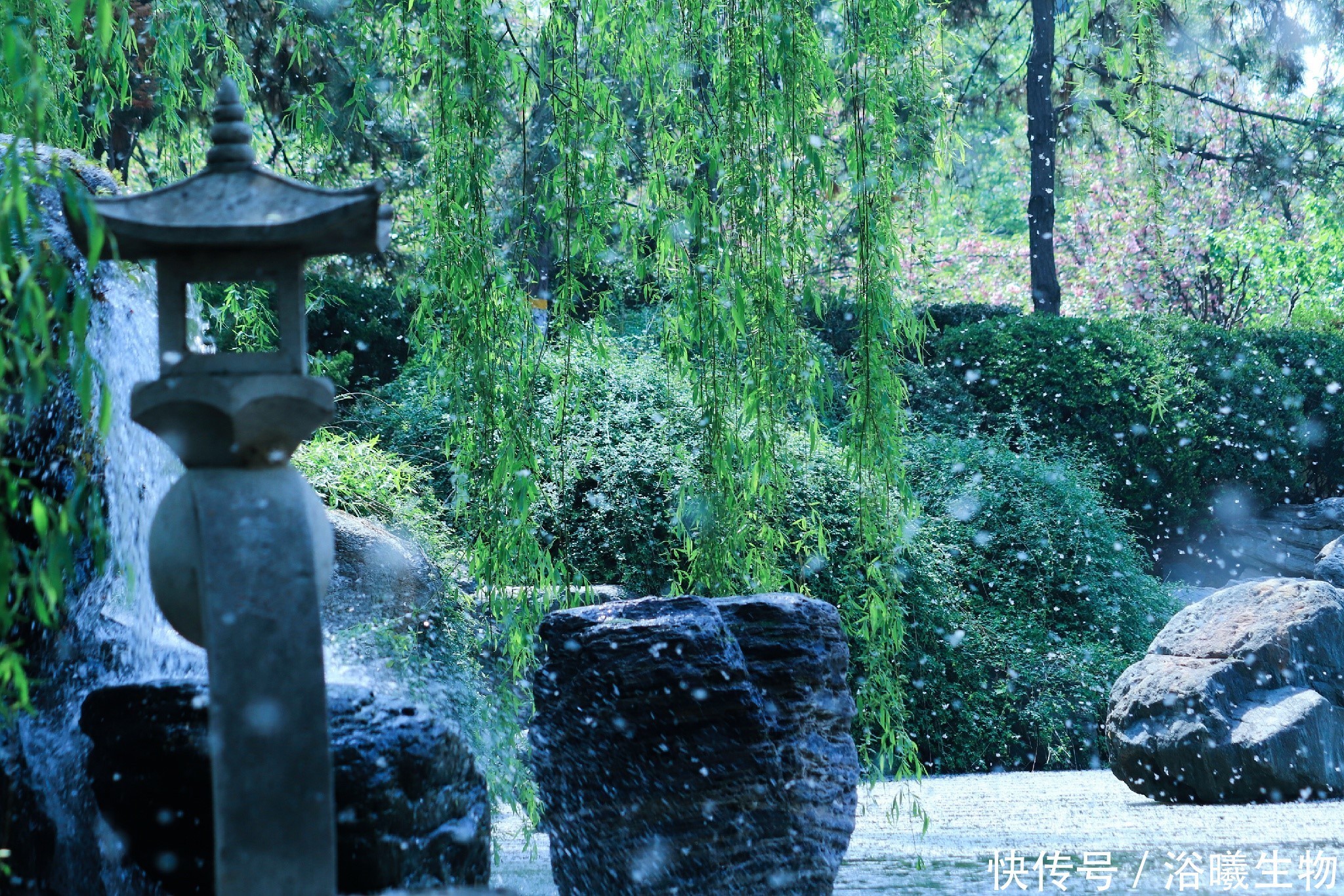 柳絮|柳絮纷飞的季节,告别肌肤干燥敏感