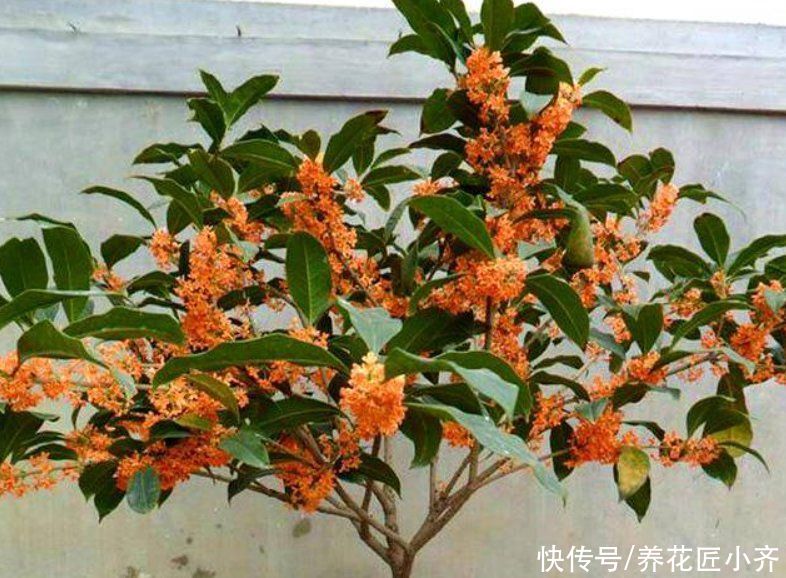 新手养不好桂花怎么办？掌握4个技巧，轻松让它叶绿花多，香味足