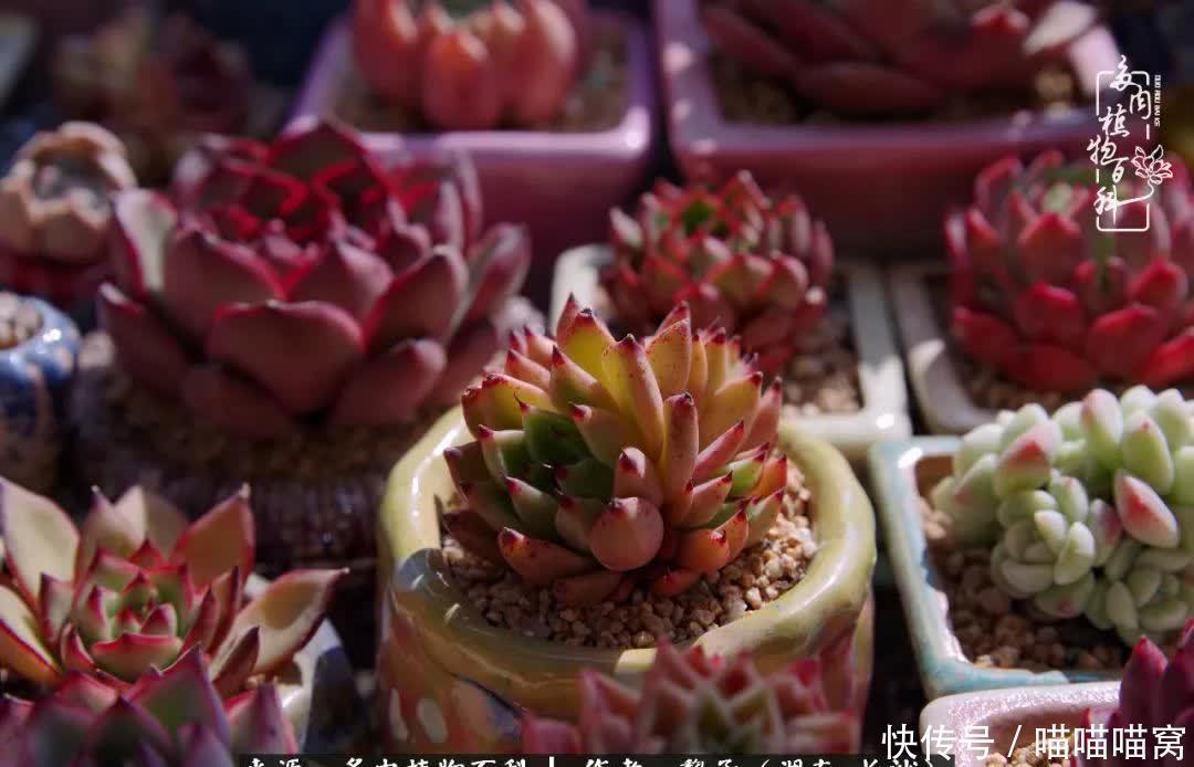 最温暖不过人间烟火,来自逆挂区的多肉!