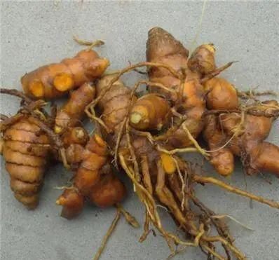 农村山上一种“黄金”农村人都不吃,城里人稀罕的很