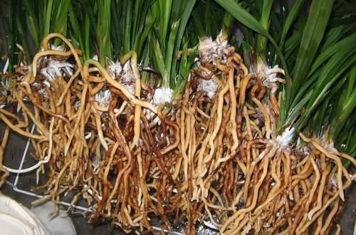  放在|兰花出现这种现象，放在冰箱里冻一冻，来年就能发芽，比生根粉强