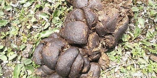 伪装成|鬼子伪装成八路想窃取情报,差点就蒙混过关,却因一坨马粪露了馅