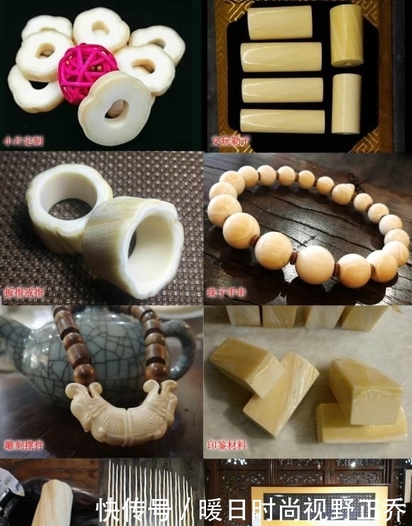 独角鲸牙真假怎么区分?