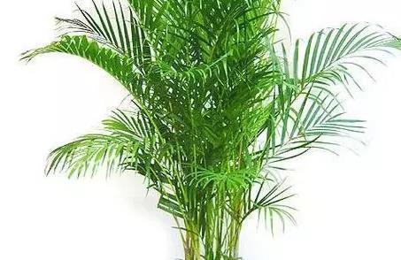 居家客厅不知道养什么绿植这三种既上档次又耐活，懂花人都养